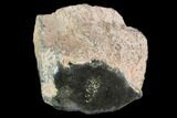 Polished Dinosaur Bone (Gembone) Section - Colorado #96413-1